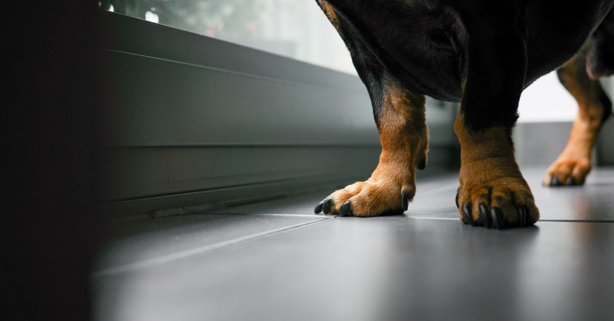 pet paw protection