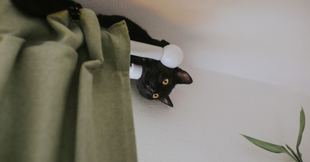 Pet Proofing