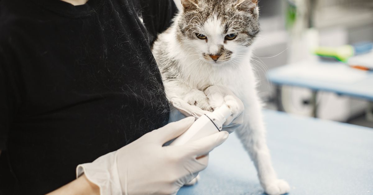 pet ringworm treatment
