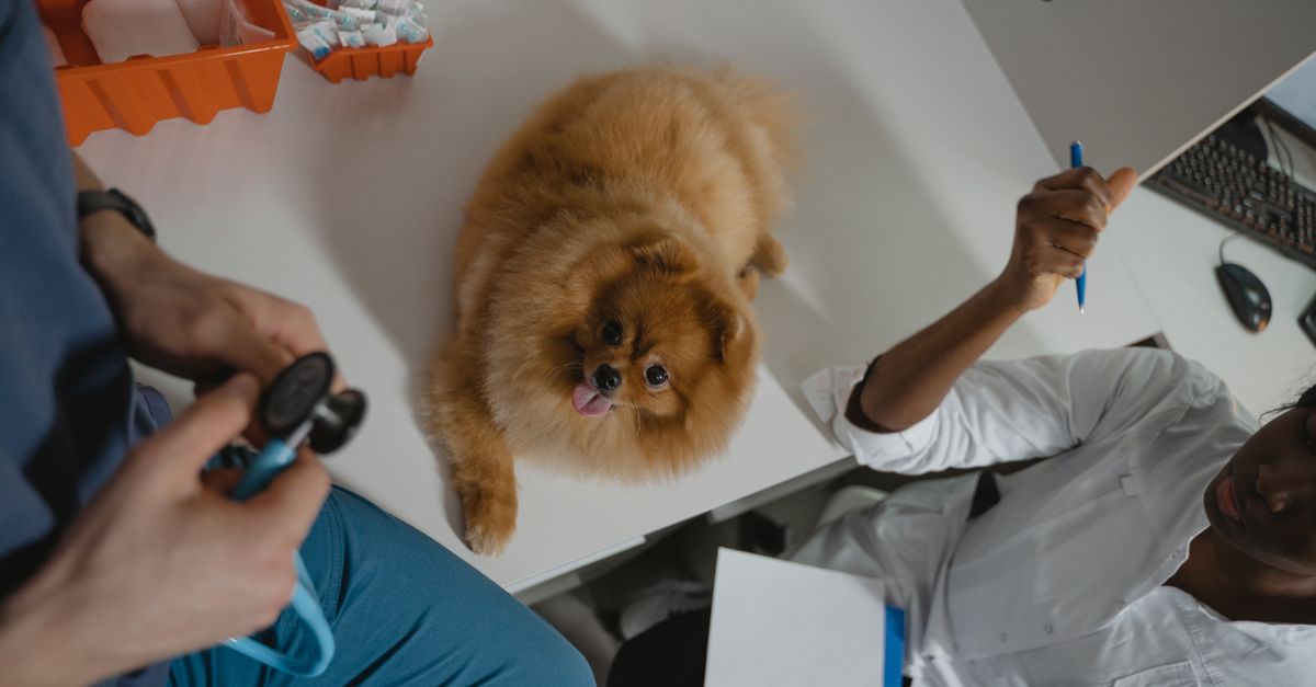 pet ringworm treatment