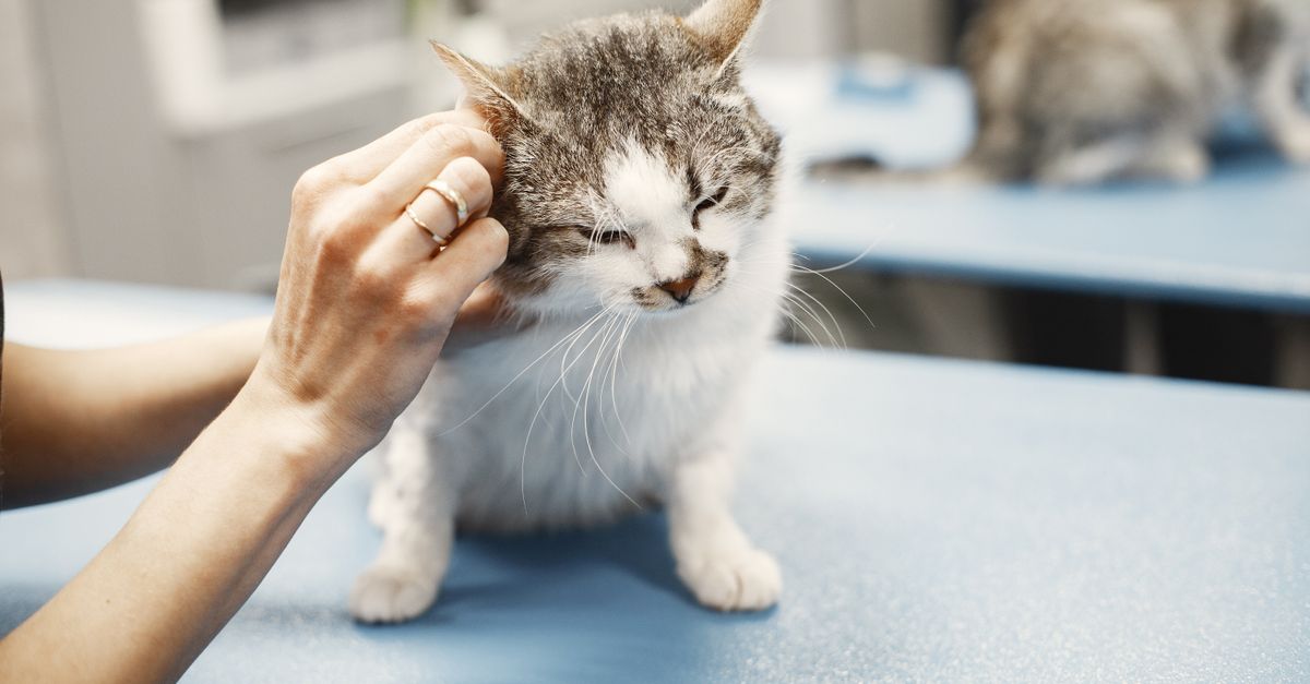 pet ringworm treatment