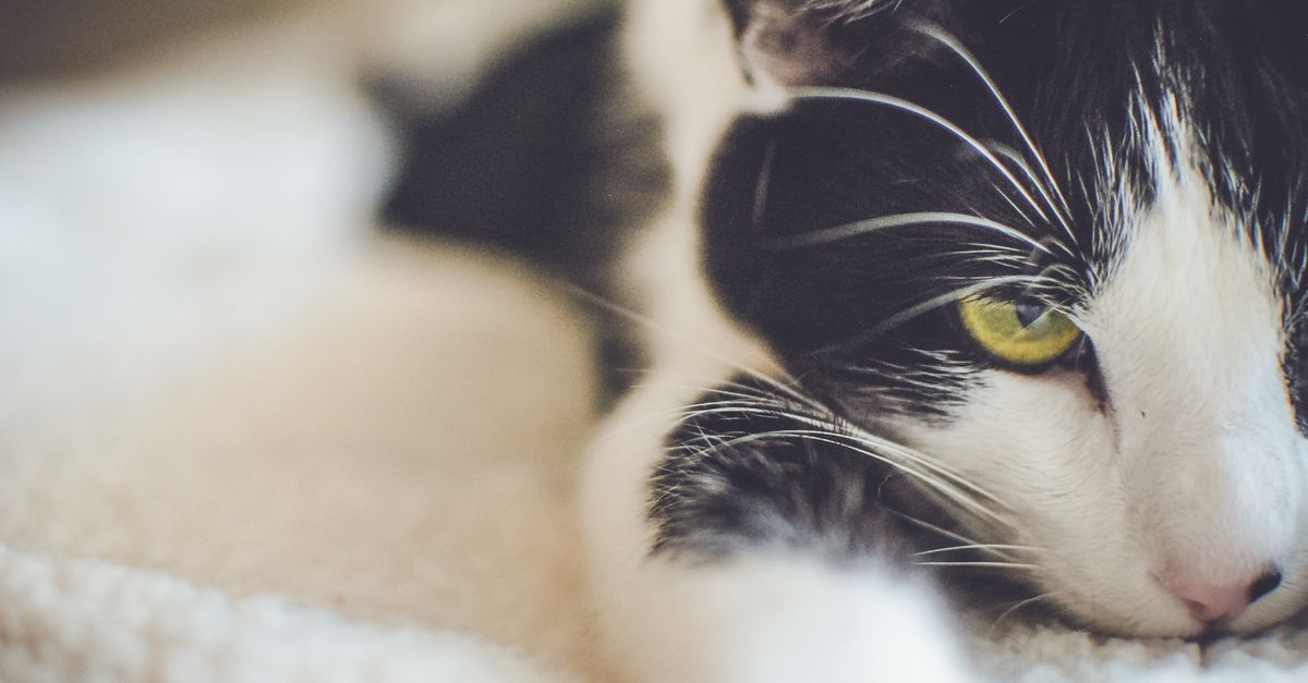 Mastering Pet Ringworm Treatment Naturally