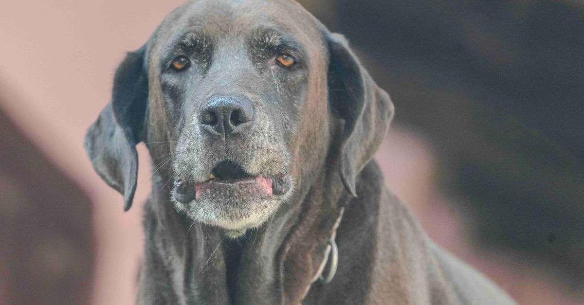 Mastering Pet Senior Care Essentials