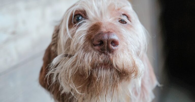 Mastering Pet Separation Anxiety Solutions