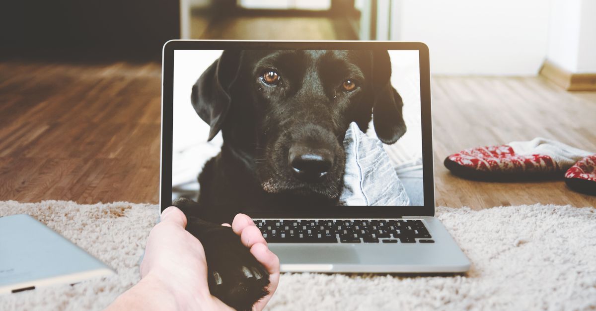 pet telehealth