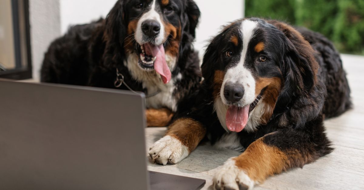 pet telehealth