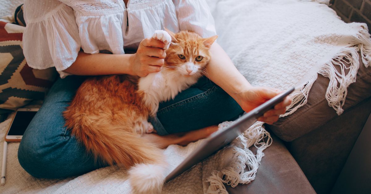 pet telehealth