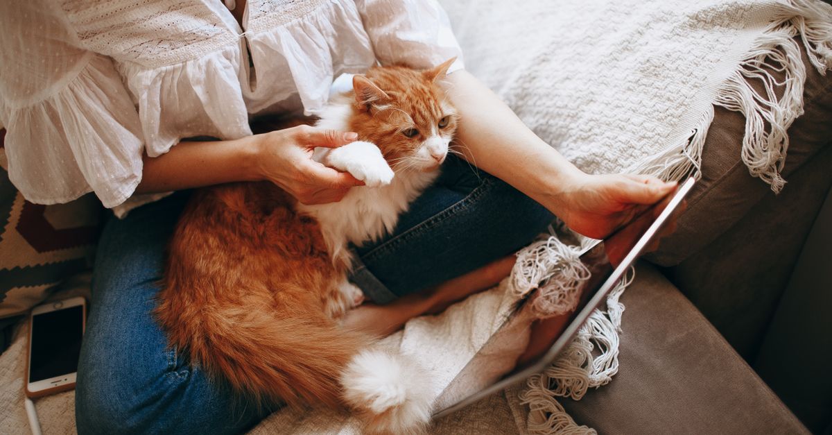 pet telehealth