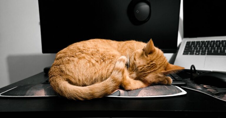 Mastering Pet Telehealth for Convenience