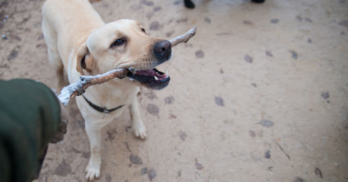 Pet Training