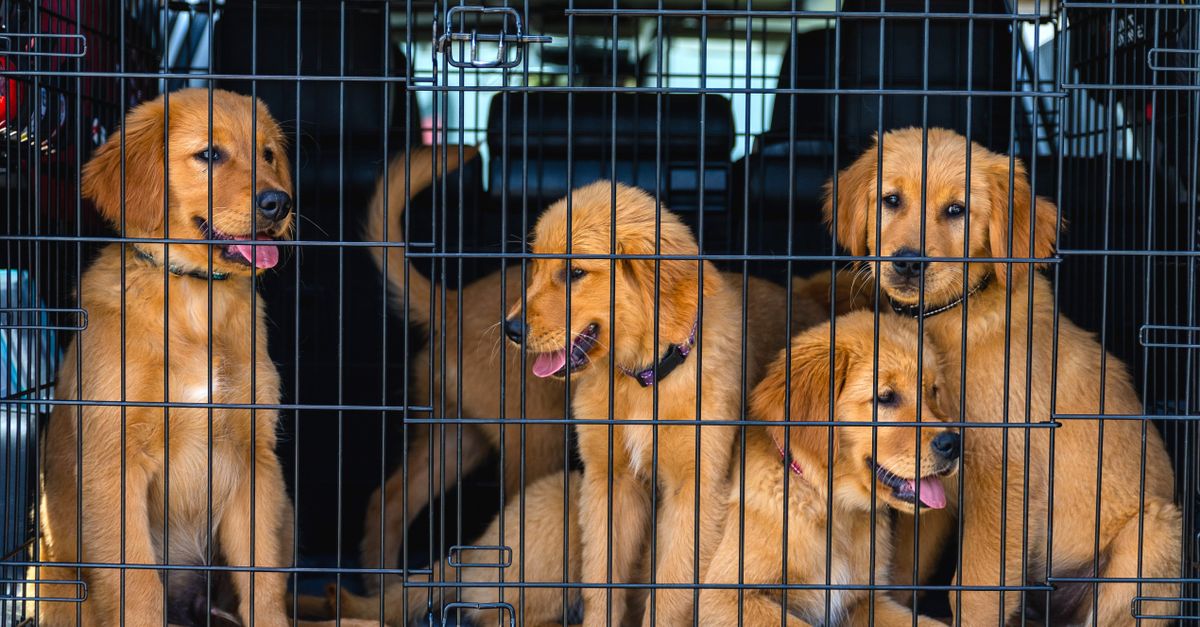 pet travel crates