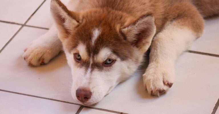 Mastering Pet Urine Stain Removal