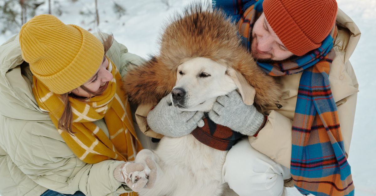 pet winter clothing