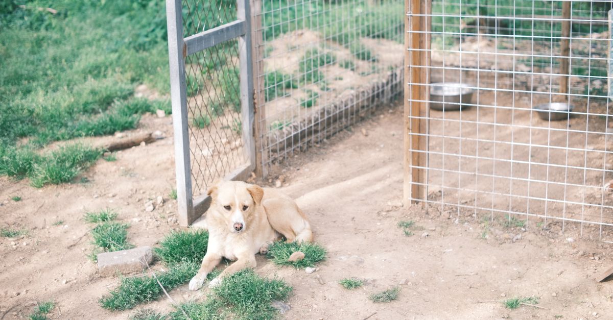 secure kennel door
