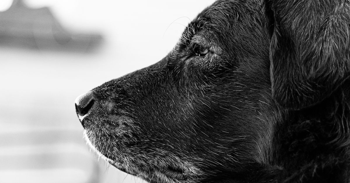 senior pet care plan