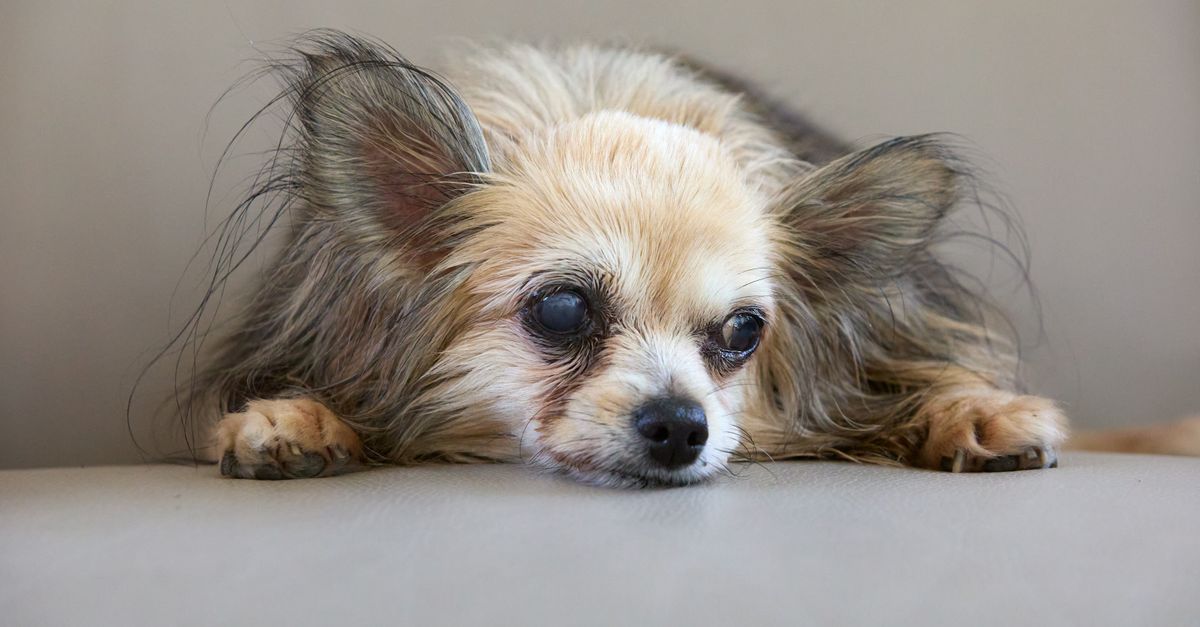 senior pet care