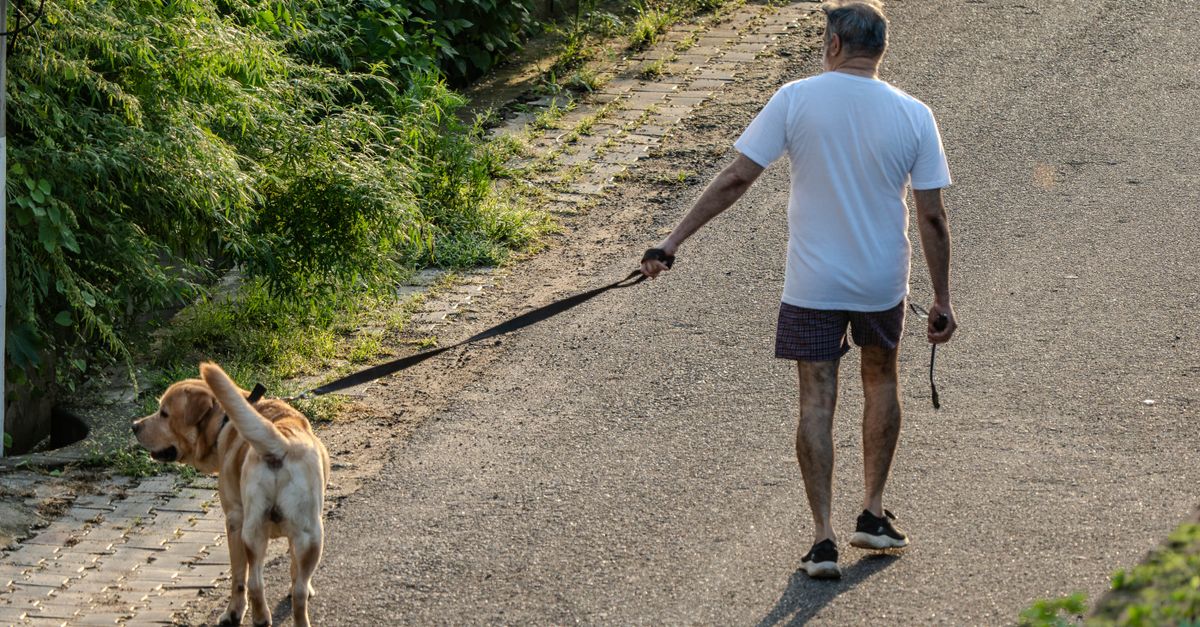 senior pet exercise