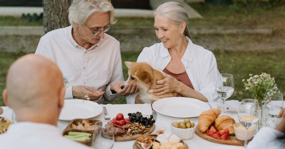 senior pet food