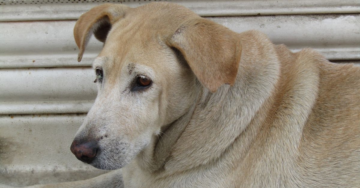 senior pet health
