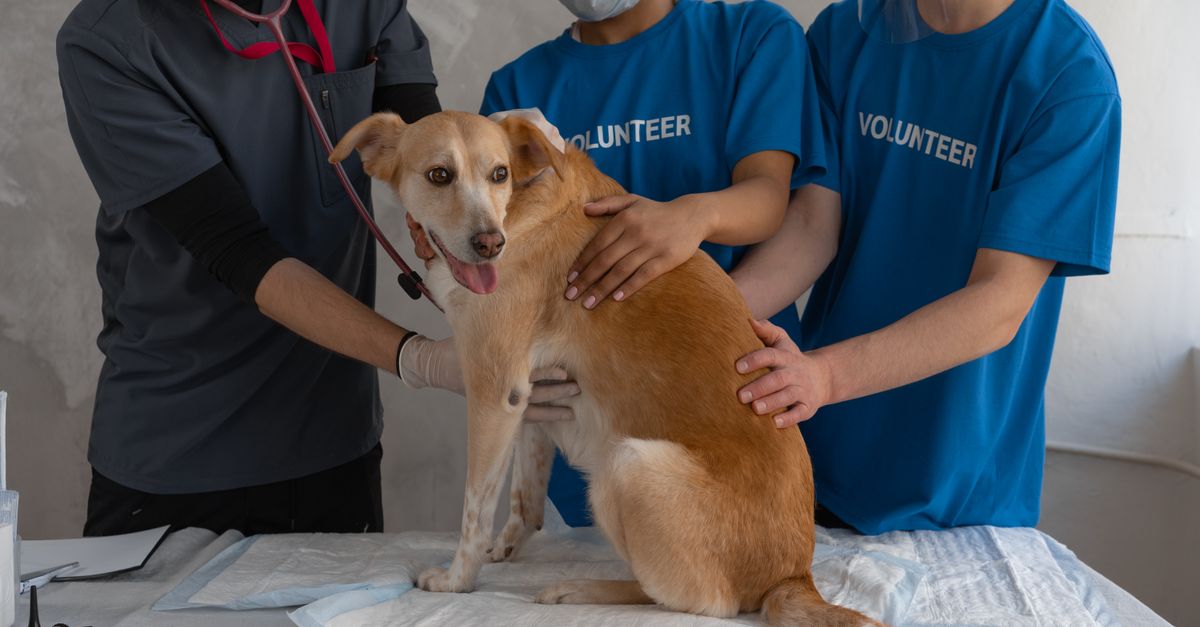 veterinary care team
