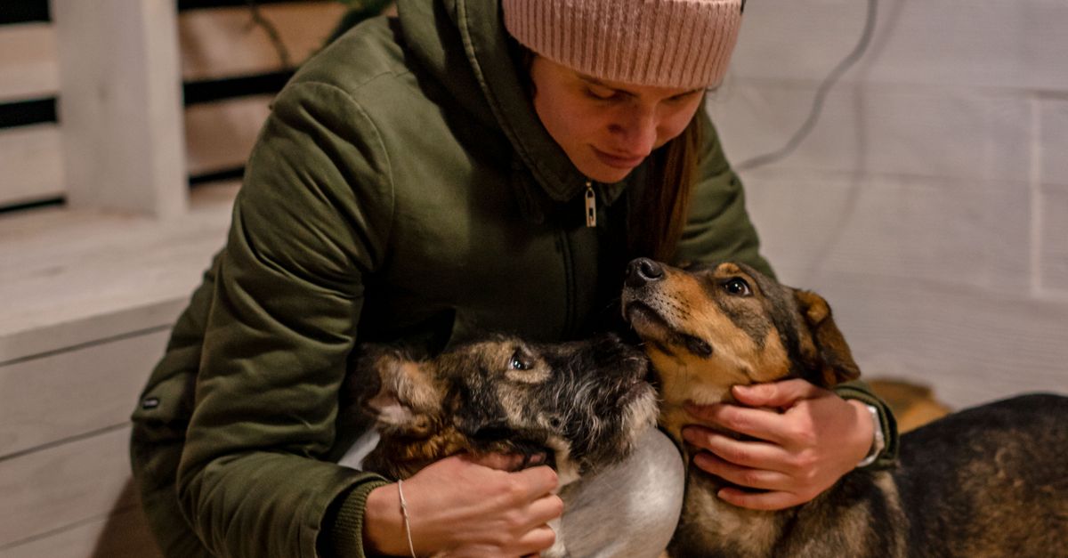 winter pet care
